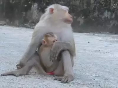 狗女和猴媽屬相合不合：狗和猴子屬相合不合