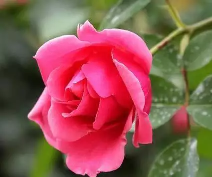 什麼屬相的人桃花運好：屬兔的人桃花運都很好嗎