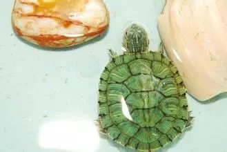 家裡養烏龜有什麼講究：家裡養烏龜有什麼說法？吉利還是不吉利？