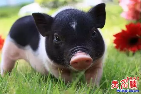 豬屬相在哪字開頭起名字好：屬豬的名字帶什麼字好