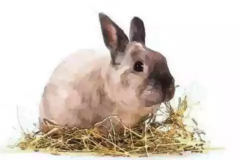 年屬什麼生肖多少歲了：七八年的馬找屬什麼的屬相最好