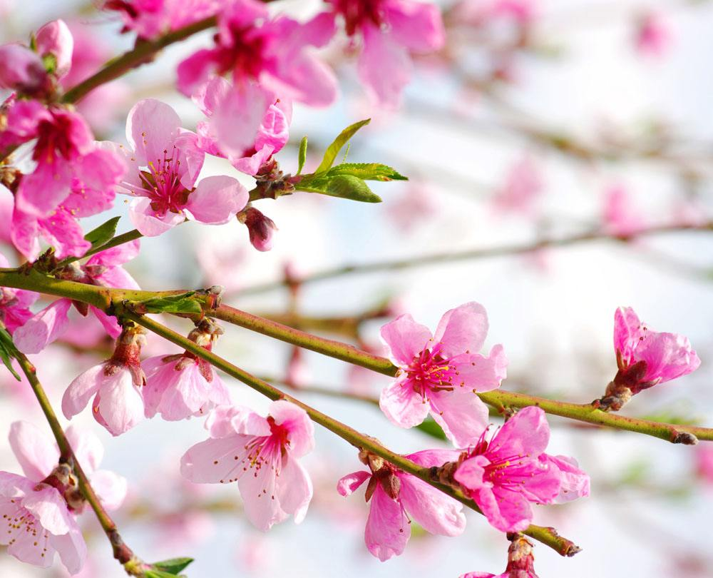 3、周易免費八字測桃花:八字算命中的桃花日是指