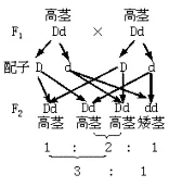 4、人的能捲舌和不能捲舌是一對相對性狀。基因型AA,Aa的個體能捲舌,而aa的個體不能捲舌，一個能捲舌