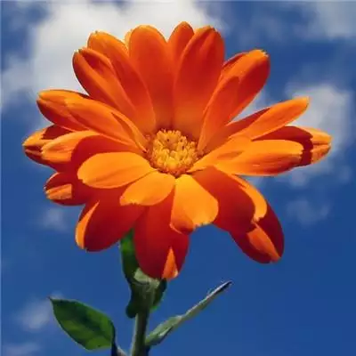 3、屬虎人婚配是什麼屬相:屬虎的今年多大 和什麼屬相最配 屬虎的屬相婚配表