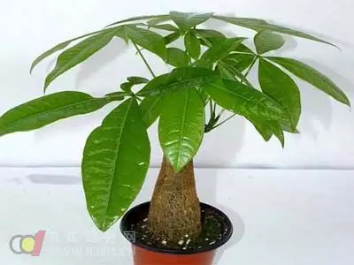 2、招財樹的種植方法:發財樹種植方法