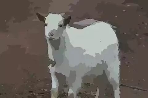 年屬什麼生肖年齡多少：年今年多大年齡？