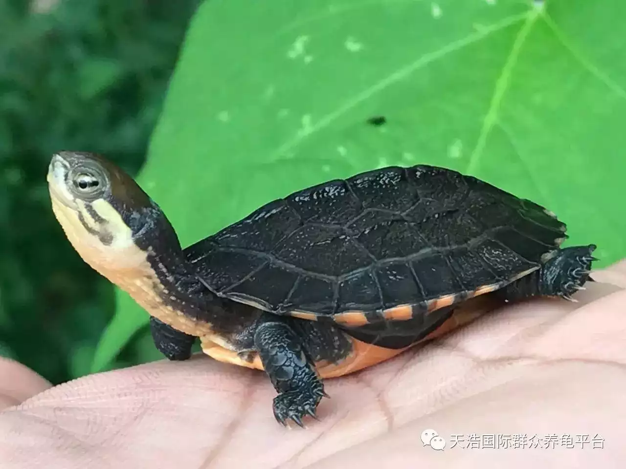 什麼生肖的人不能養龜：養龜風水與屬相禁忌有哪些