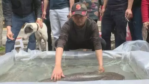 女人夢見捉了一條大魚：夢見抓住一條大魚？