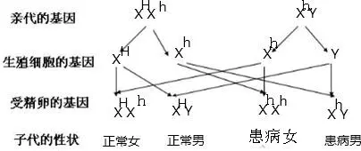 4、血友病病人及女性攜帶者不宜婚配:我是一個血友病甲攜帶者想生個女兒