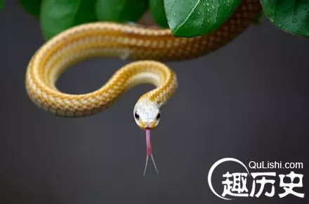 4、5種徵兆要發財夢見蛇:女人夢見蛇是什麼徵兆
