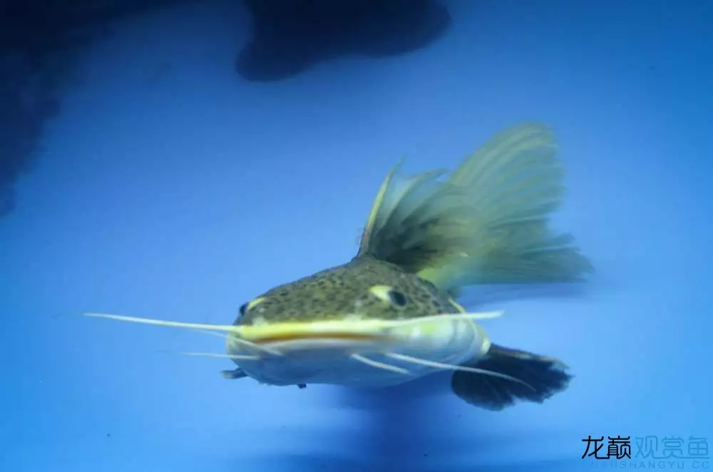 6、招財貓魚能長多大:招財貓魚能活多久