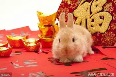 3、女性屬兔婚配哪個屬相:女屬兔的和什麼屬相最配