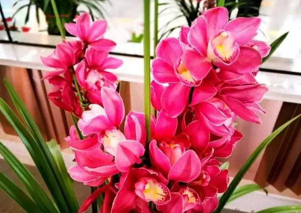 3、家裡養蘭花有什麼利益:剛剛買回的蘭花應該怎麼處置？