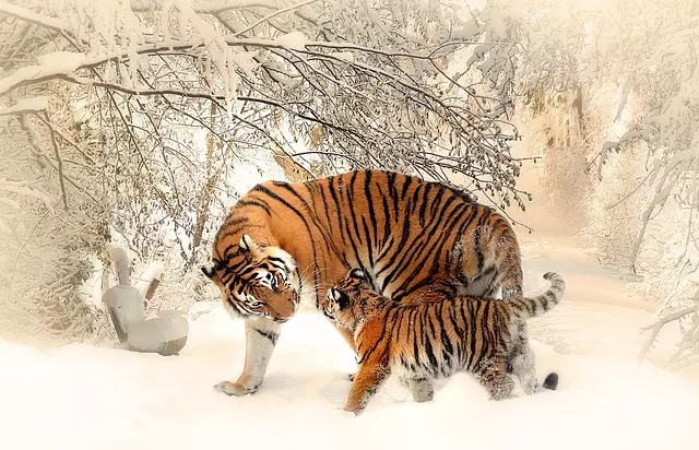3、三月虎五月猴婚配的婚姻如何:屬虎和屬猴的婚姻怎麼樣