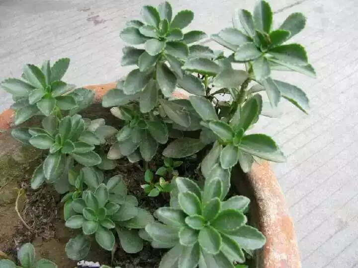三七最好的屬相是什麼：十二生肖，三七最好是什麼生肖？？
