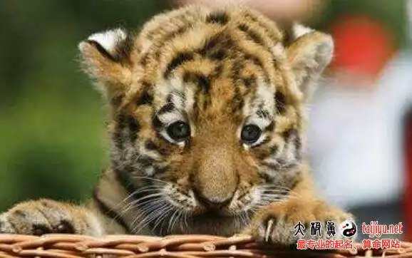 3、虎爸兔媽生虎寶寶好嗎:虎爸爸、兔媽媽、生個虎寶寶好？hellip;？