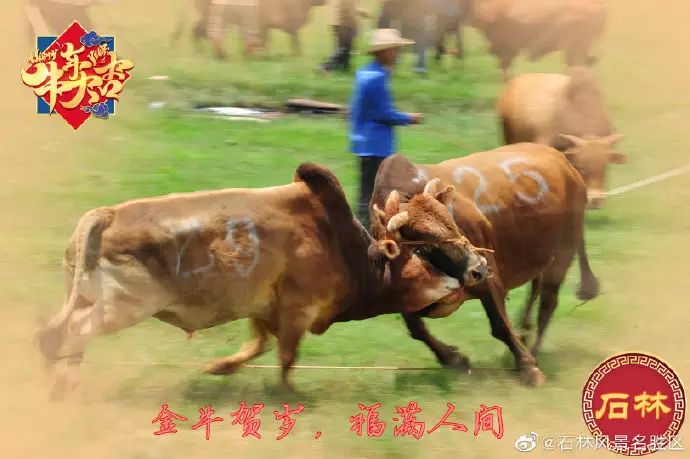 為什麼金牛百年難遇：年屬牛生牛寶寶會不會沖和什麼生肖相衝？