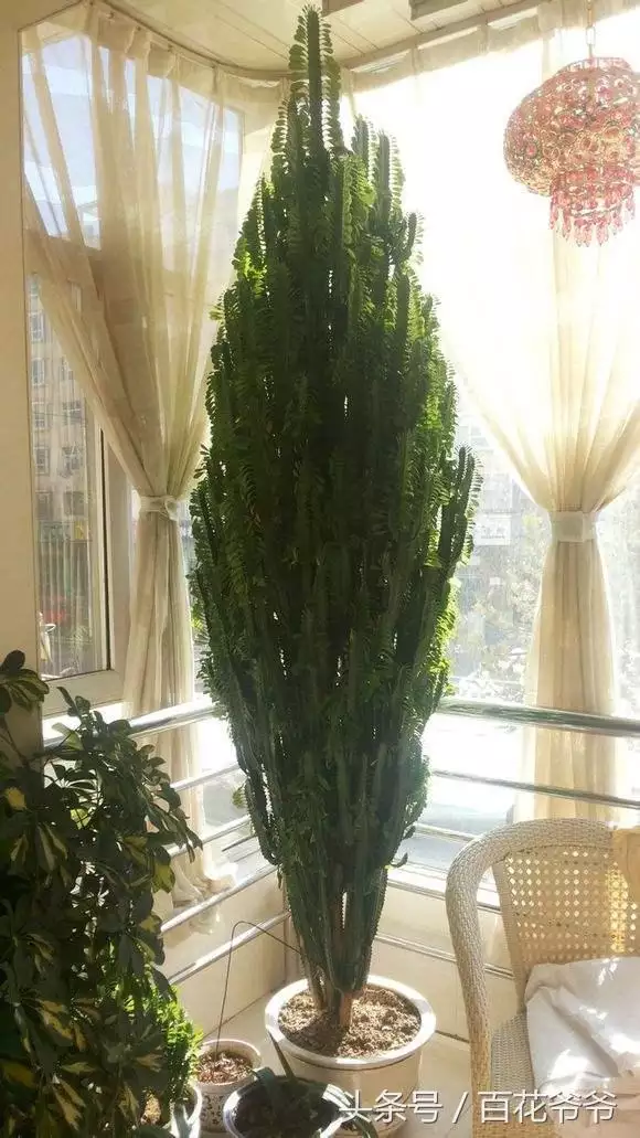 1、養花龍骨栽培方法:龍骨樹怎麼栽種?