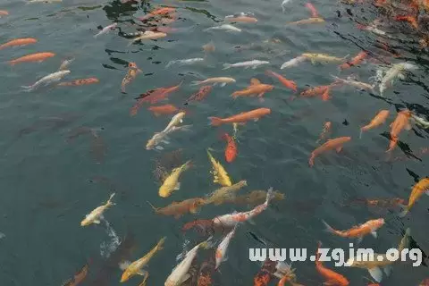 已婚女人夢見水裡好多魚：已婚女人夢見大水,其水裡有好多魚