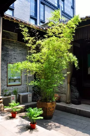 3、天井裡適合種什麼植物:請幫我選一種種植在天井中的植物