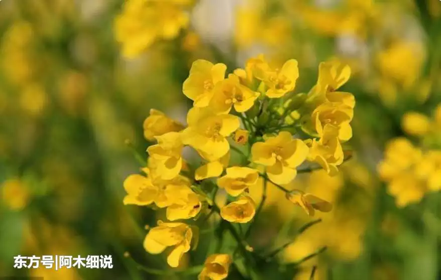1、年與年出生的婚配:62年男和65年女是否合婚