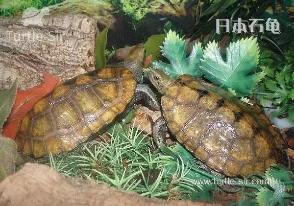 3、養龜的男人心理分析:心理學喜歡烏龜的人是什麼性格