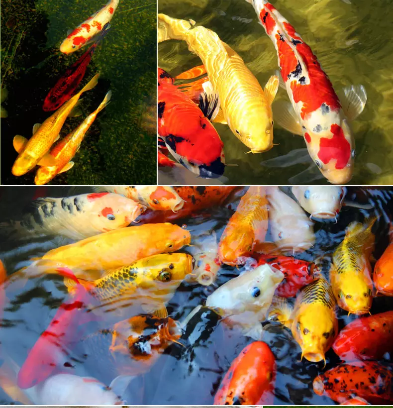 9、招財魚圖片壁紙:招財魚是怎個樣子?有圖片嗎看一下?