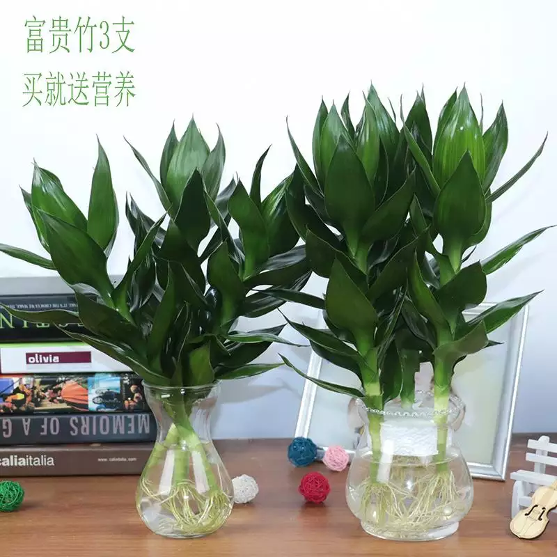 1、好養的植物家裡適合養:有哪些植物家裡特別適合養？