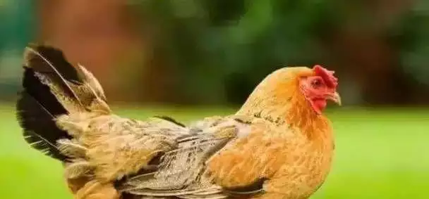 屬相雞樓層最好的順序：屬雞的人適合住幾樓屬雞的人住什麼樓層最好