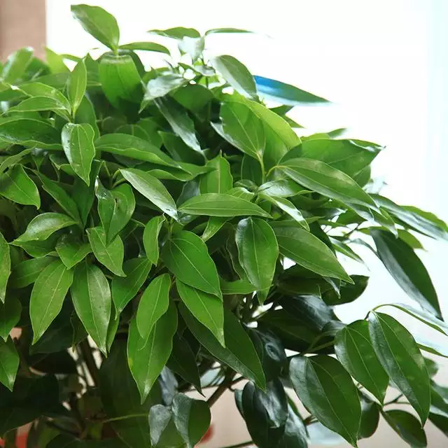 2、辟旺宅旺財的陽台植物:十大鎮宅辟的植物