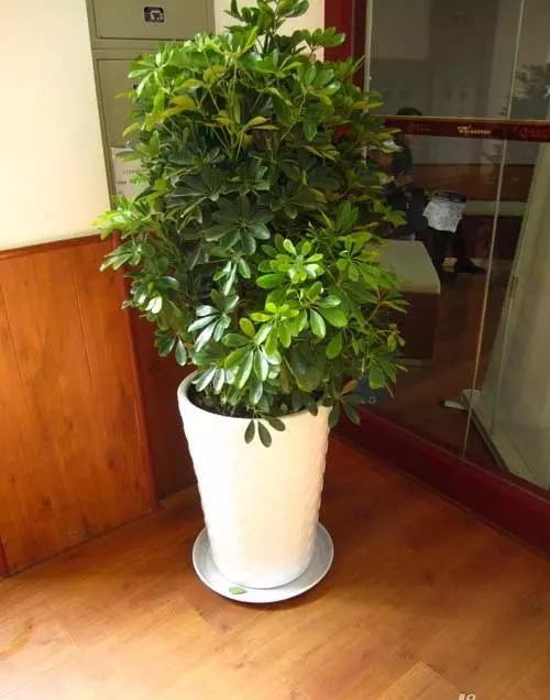 2、招財樹的養殖方法:招財樹的養殖方信很多人都有很多疑惑，該如何養殖呢？