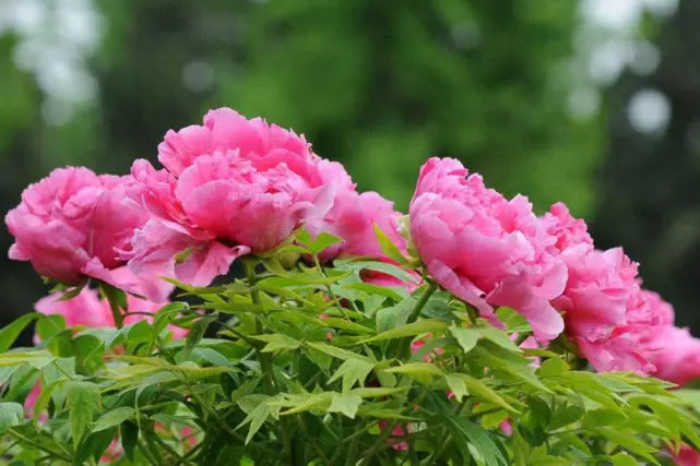 4、67年屬羊男54歲有桃花嗎:年屬羊的桃花貴人