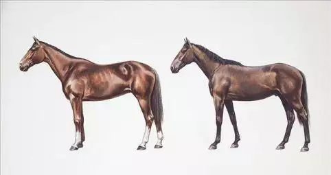 3、66年屬馬的今年財運:屬馬年十月初七今年財運如何