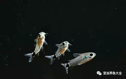 屬相鼠正月家裡養幾條魚合適：一家三口養幾條金魚才吉利