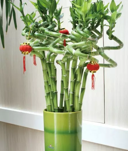 3、家庭客廳放什麼花草最適合:客廳放什麼植物最好？