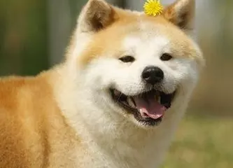 猴女和狗男屬相合不合：年屬猴的男與年屬狗女的能在一起嗎