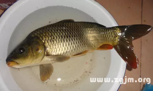 夢見魚起死回生是什麼意思：夢見許多金魚起死回生
