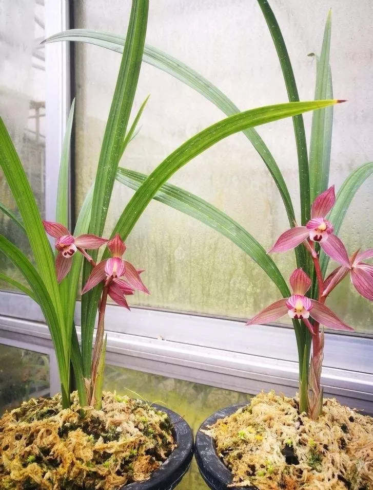 3、什麼樣的人會去養蘭花:蘭花好養嗎？在什麼季節養最適合？
