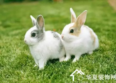 4、屬兔几几年生人:屬兔的都是哪年生人