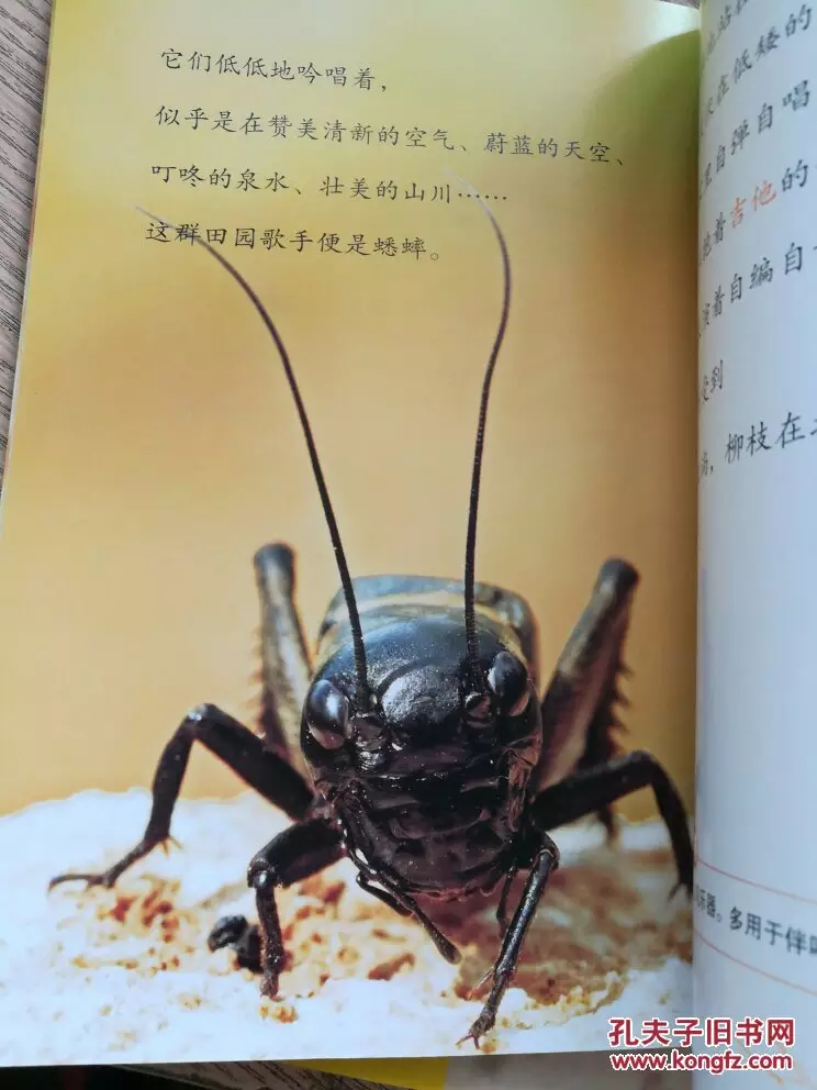 2、昆蟲記寫到蟋蟀的婚配:昆蟲記中蟋蟀的主要講述了什麼