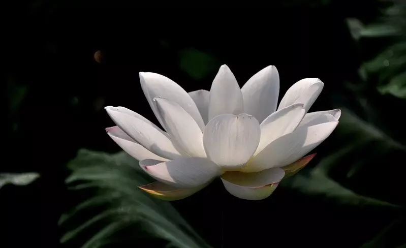 5、狗生牛年的寶寶好嗎:屬狗和屬牛的生什麼屬相的好
