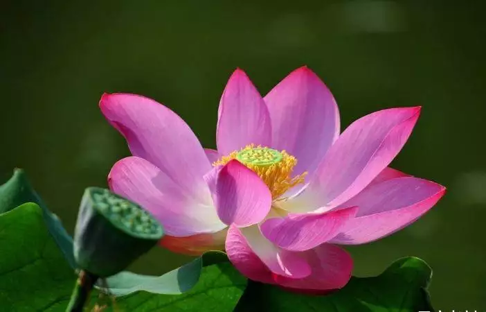 4、一輩子註定拆不散的生肖配對:老天爺都拆不散，註定一生分不開的生肖組合都有哪些？