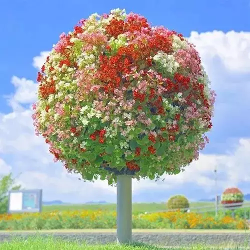 1、花圖片大全頭像:求花遮住臉的圖片，頭像，