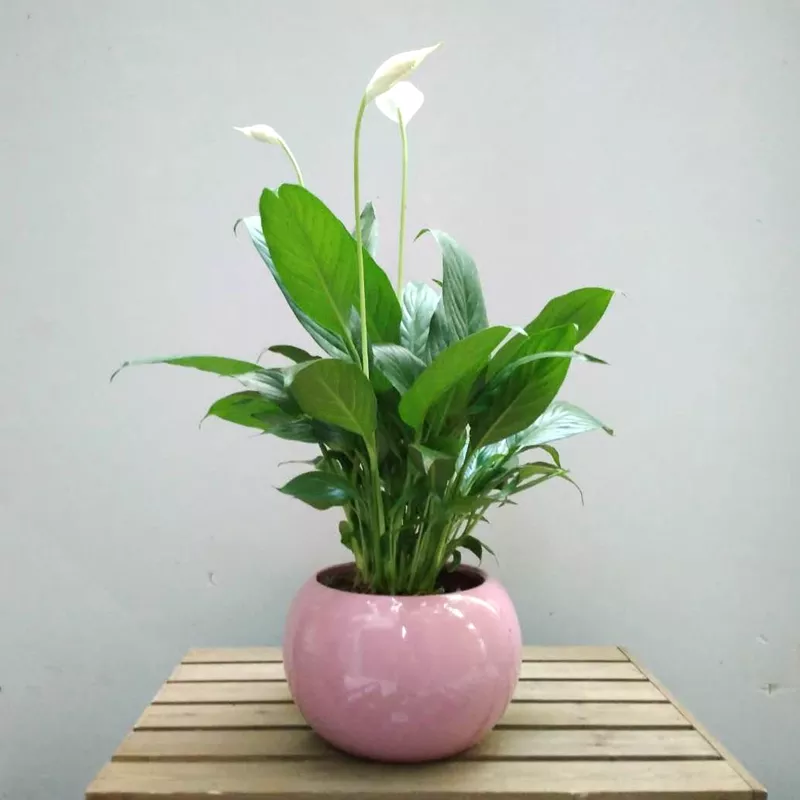 1、適合室的植物:室內溫室適合種植的植物