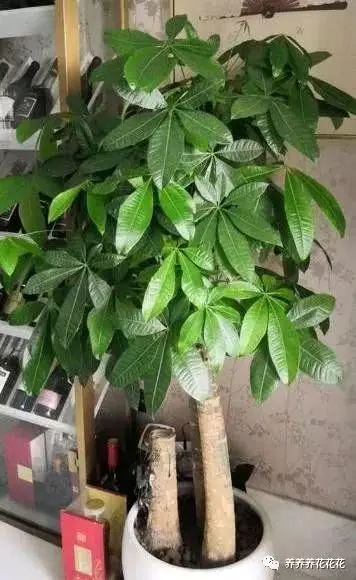 2、發財樹要怎麼養才能枝恭弘=叶 恭弘:發財樹怎麼養才