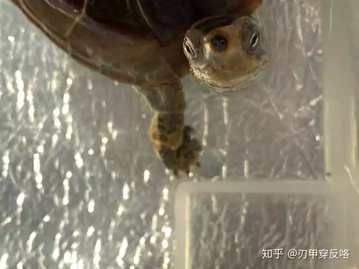 家裡養的烏龜突然失蹤了：冢中養了一隻1O多年的烏龜,實然失蹤了,對主家好不好？