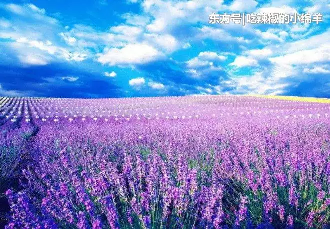 屬相什麼對老婆真心好：對老婆最沒脾氣，十分寵愛老婆的生肖都有哪些？