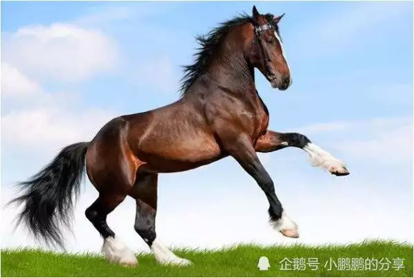 屬相：陰曆年1月20日出生屬虎的星座