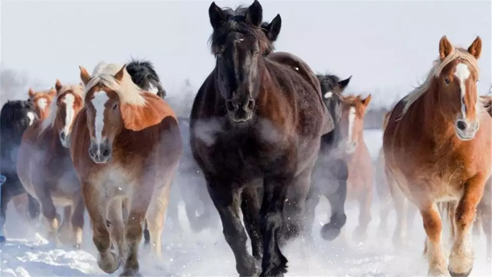 3、年的馬今年有牢獄之災:屬猴人今年有么有牢獄之災