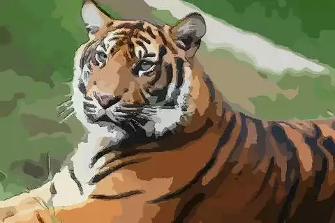86虎人年運勢男：牛年屬虎運勢年運勢